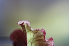 IMG_1474