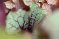 IMG_1477