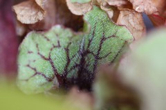 IMG_1479