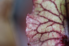 IMG_1480