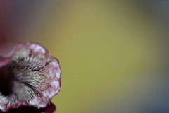IMG_1481