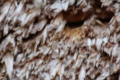 IMG_4850