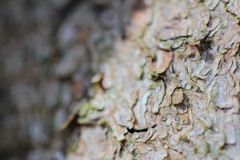 IMG_4853