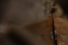 IMG_4856