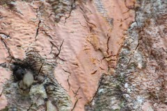 IMG_4862