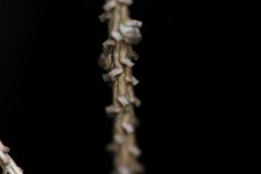 IMG_4866