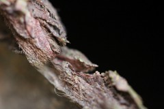 IMG_4867