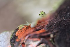 IMG_4871