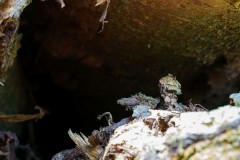 Mikrowelt-Baumstamm_10