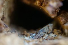 Mikrowelt-Baumstamm_11