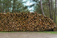 Mikrowelt-Baumstamm_12