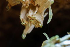 Mikrowelt-Baumstamm_2