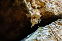 Mikrowelt-Baumstamm_3