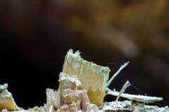 Mikrowelt-Baumstamm_4