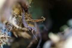 Mikrowelt-Baumstamm_7