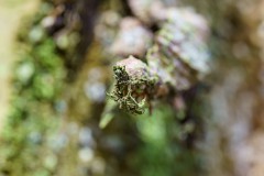 Mikrowelt-Baumstamm_8