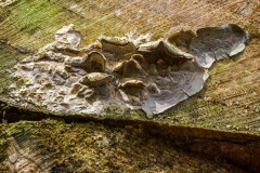 Mikrowelt-Baumstamm_9