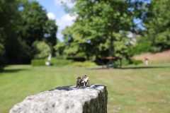 IMG_4628