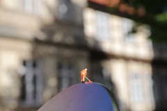 IMG_3937