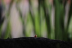 IMG_4075