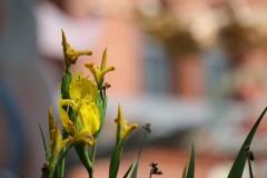 IMG_4115