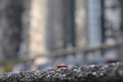 IMG_4441