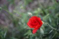 IMG_4337