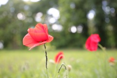 IMG_4346