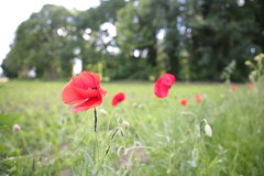 IMG_4348
