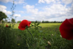 IMG_4352