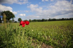 IMG_4353