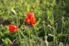 IMG_4360