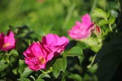 IMG_4383