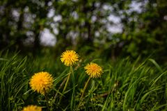 IMG_5875