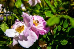 IMG_2713