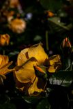 IMG_2717