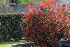 IMG_1340
