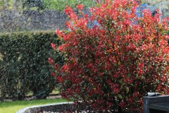IMG_1345