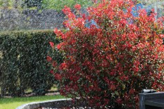 IMG_1346