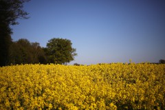 IMG_3591