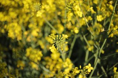 IMG_3596