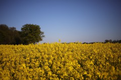 IMG_3597