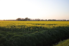 IMG_3724