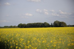 IMG_3780