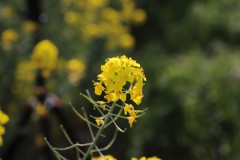IMG_3788