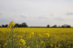 IMG_3808