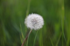 IMG_3851