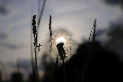 IMG_3864