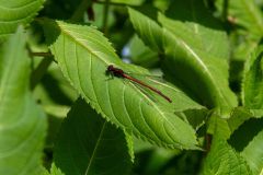 IMG_5958