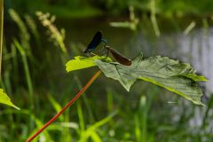 IMG_5976